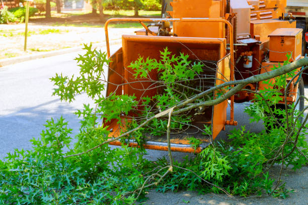 Best Tree Removal Near Me  in Osceola, WI